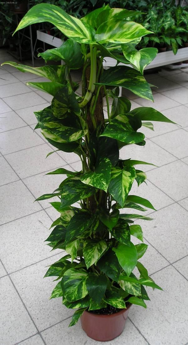 YORK FLOWER (IALLOUCHEN MOURAD)